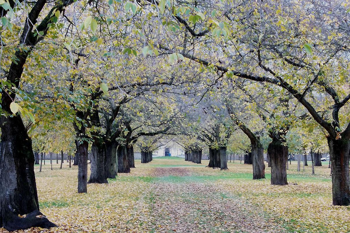 Obstgarten im Schwetzinger Schlossgarten im Herbst