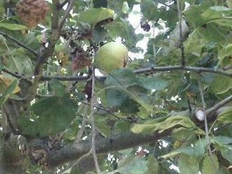 Äpfel im Schwetzinger Obstgarten