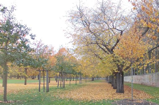 Herbstlicher Zierkirschgarten im Schwetzinger Schlossgarten