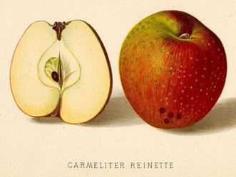 Darstellung einer Apfelsorte in einer historischen Publikation