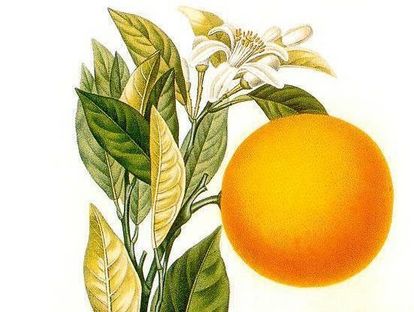 Zeichnung Orange 1872 