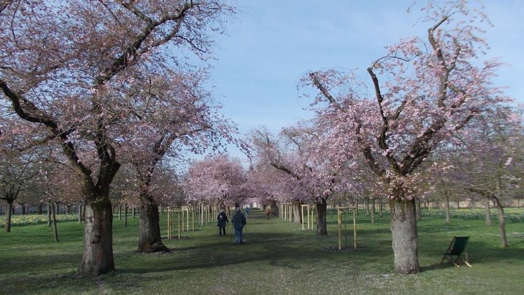 Schloss und Schlossgarten Schwetzingen, Kirschbäume im Obstgarten am 20. März 2024 