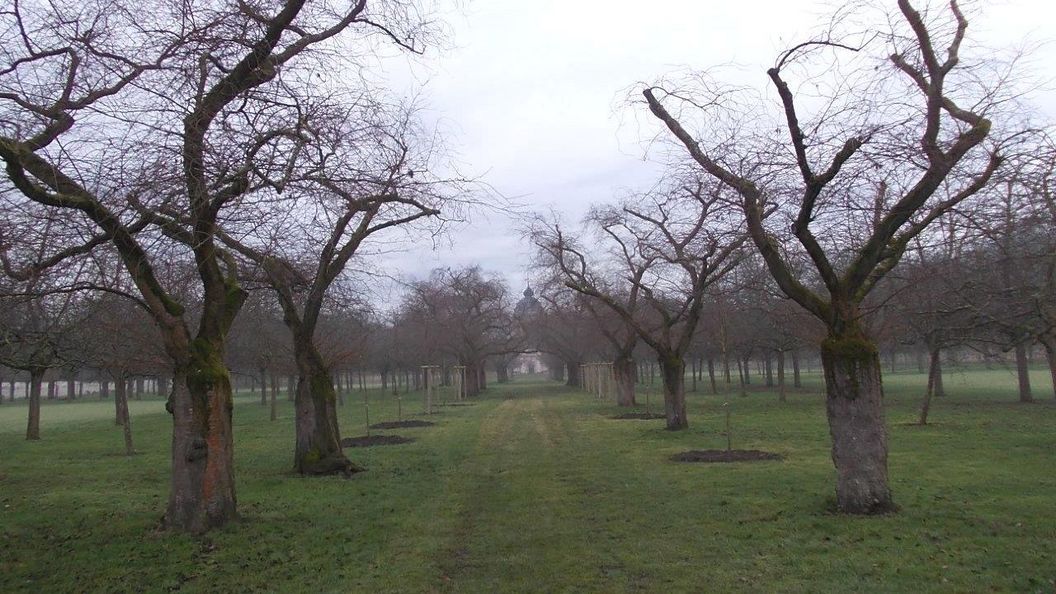 Schloss und Schlossgarten Schwetzingen, Kirschbäume im Obstgarten am 31. Januar 2024