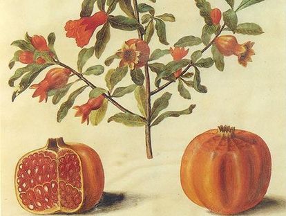 Zeichnung Granatapfel zwischen 1649 und 1659.