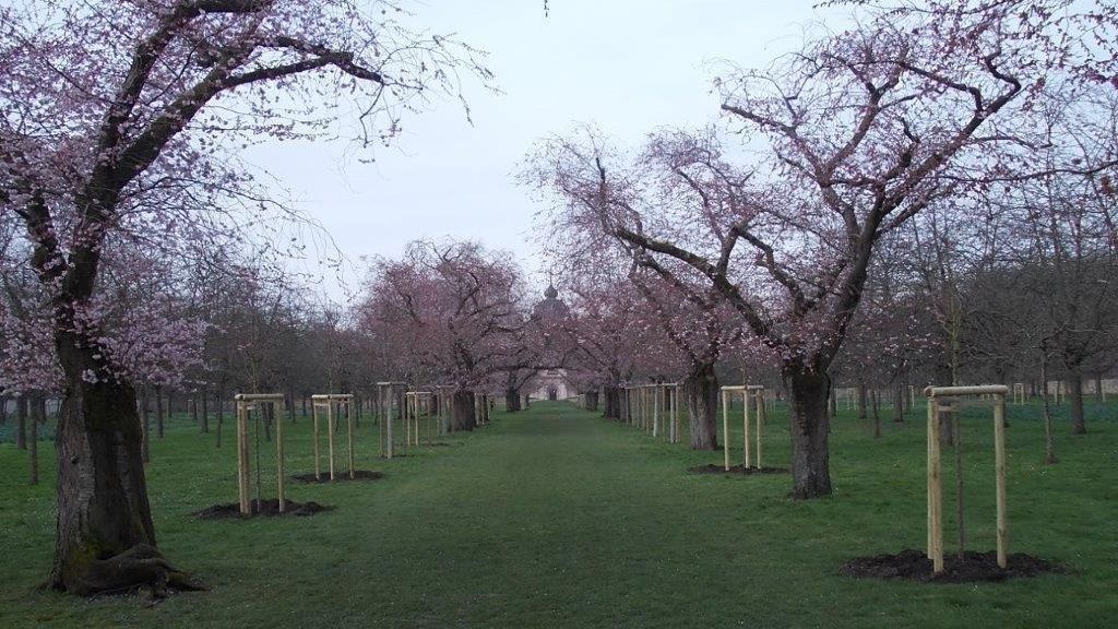 Schloss und Schlossgarten Schwetzingen, Kirschbäume im Obstgarten am 1. März 2024 