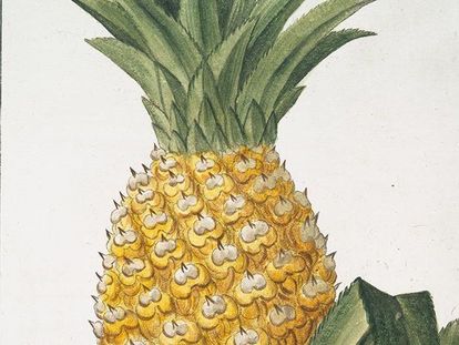 Bildnis Ananas circa 1772 