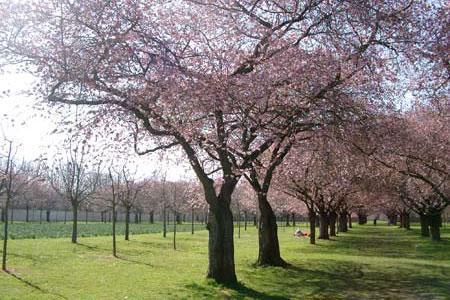 Obstgarten des Schwetzinger Schlossgartens