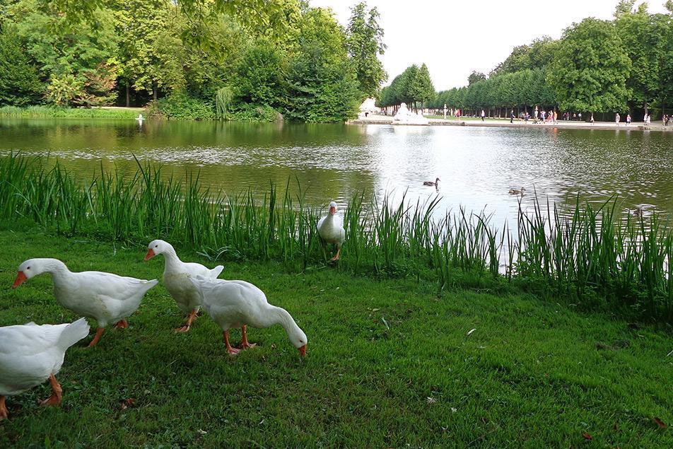 Gänse im Schlossgarten Schwetzingen