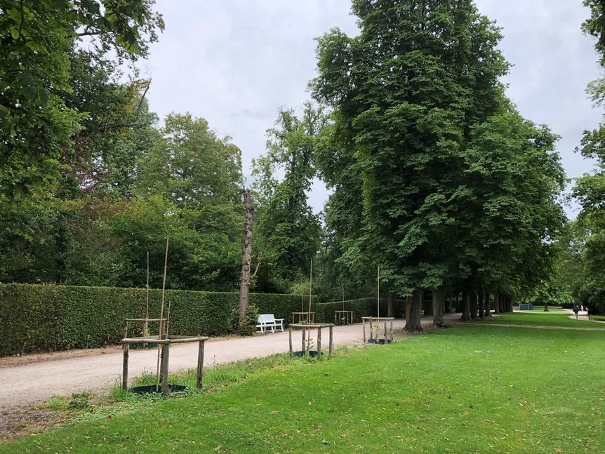 Foto: Staatsanzeiger für Baden-Württemberg GmbH & Co.KG, Anja Stangl Schloss und Schlossgarten Schwetzingen, außen, Garten, Bäume