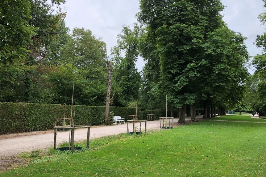 Schloss und Schlossgarten Schwetzingen, außen, Garten, Bäume