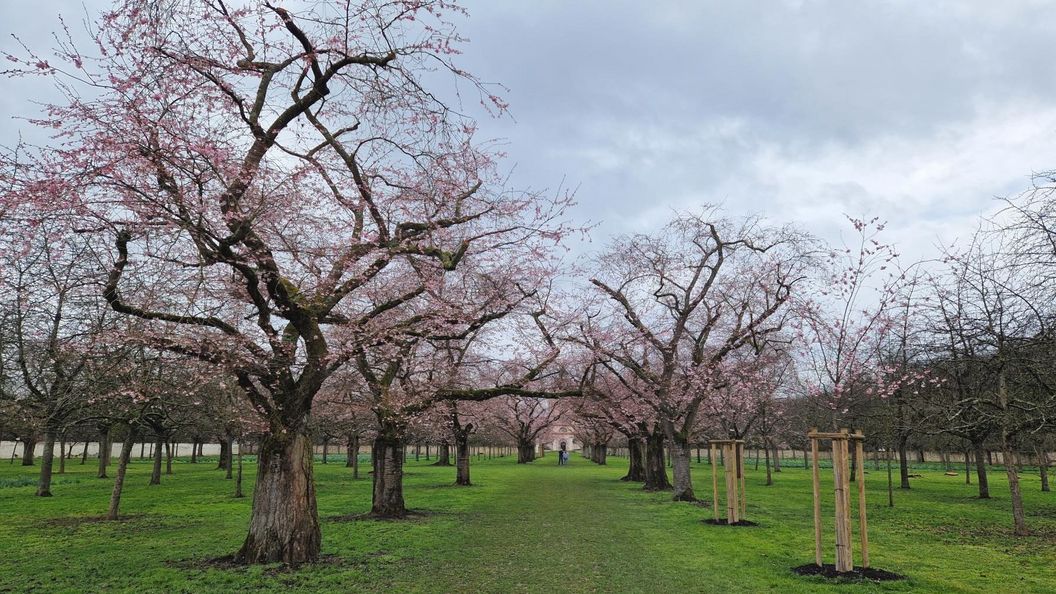 chloss und Schlossgarten Schwetzingen, Kirschbäume im Obstgarten am 15. März 2023