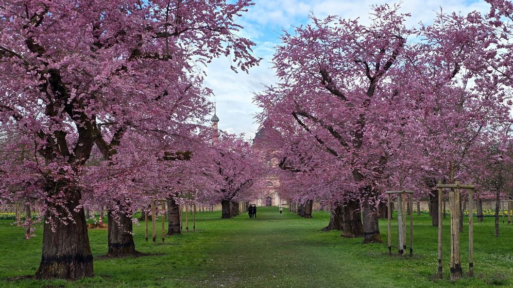 Schloss und Schlossgarten Schwetzingen, Kirschbäume im Obstgarten am 16. März 2026