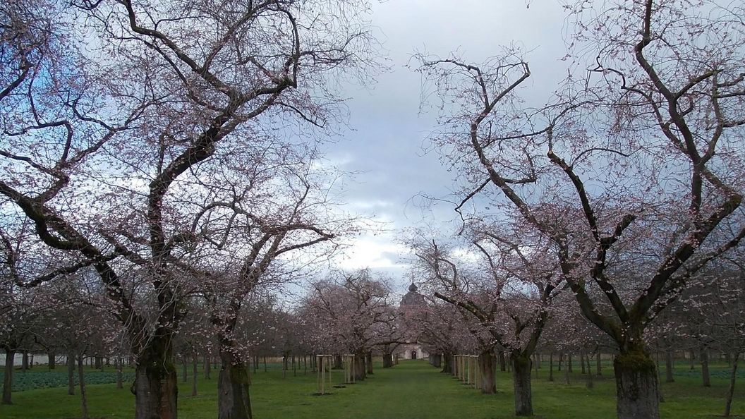 Schloss und Schlossgarten Schwetzingen, Kirschbäume im Obstgarten am 10. März 2023