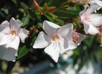 Blüten im Schlossgarten von Schloss Schwetzingen