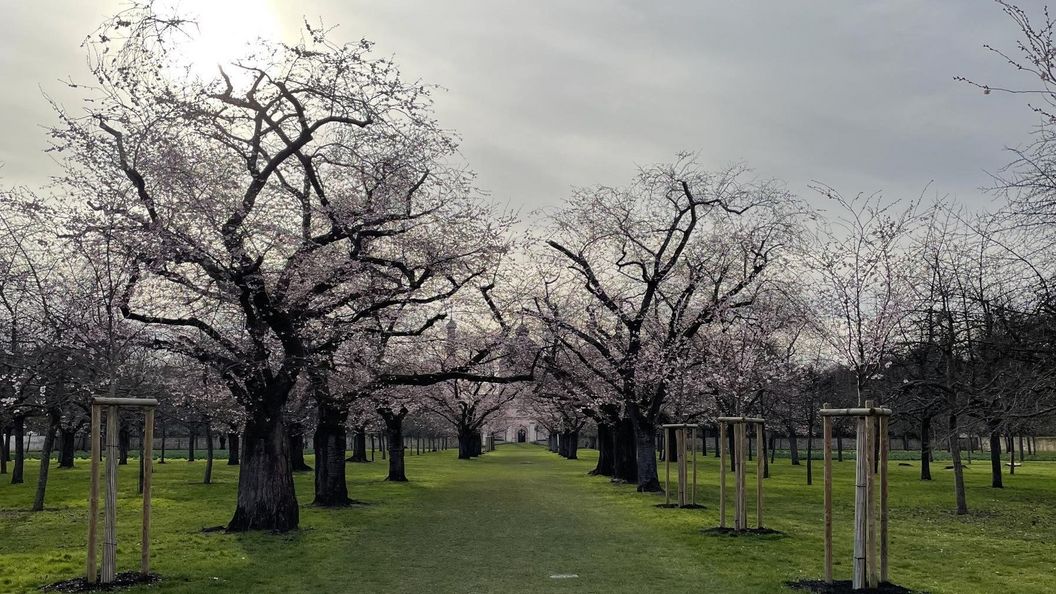 Schloss und Schlossgarten Schwetzingen, Kirschbäume im Obstgarten am 17. März 2023