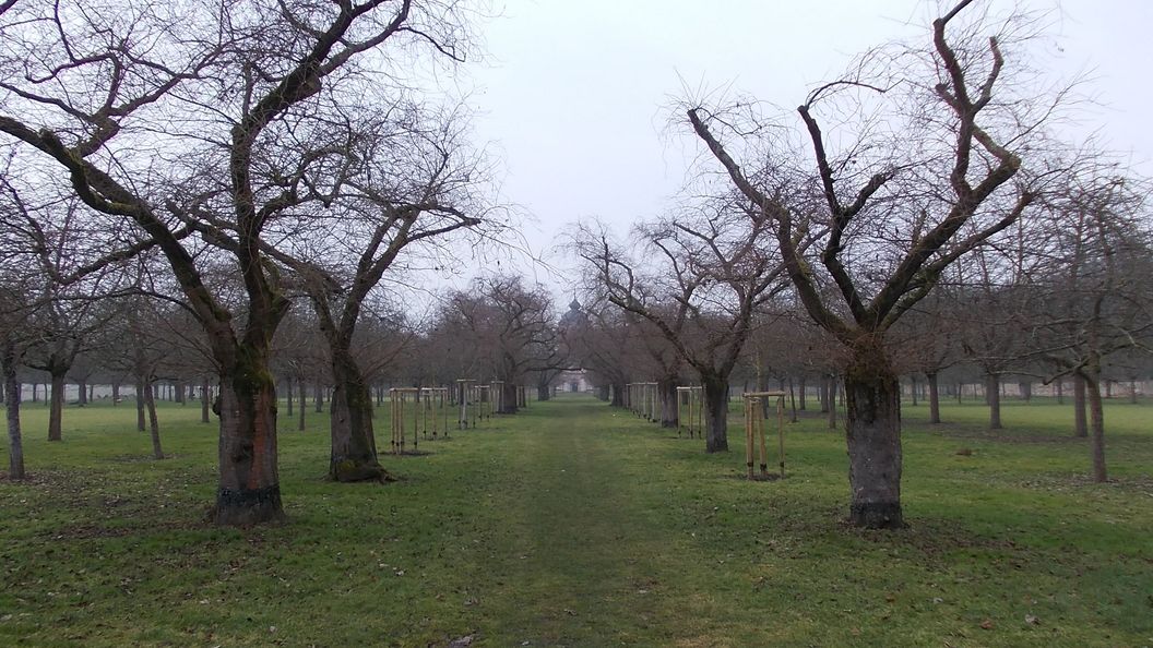 Schloss und Schlossgarten Schwetzingen, Kirschbäume im Obstgarten am 10. Februar 2025