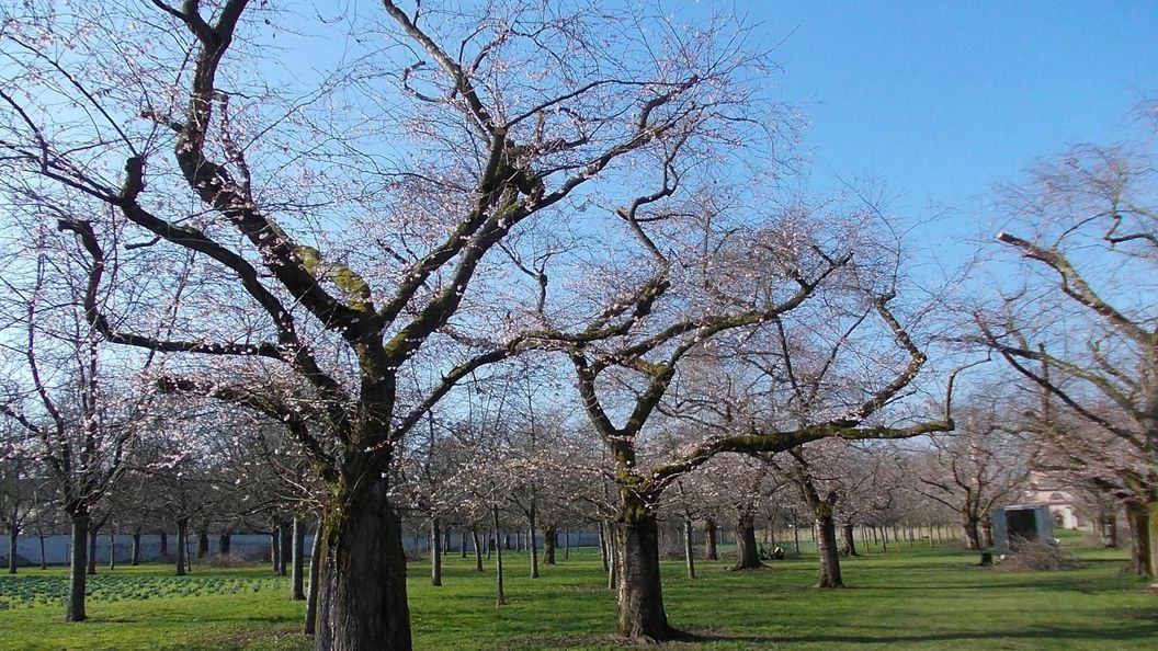 Schloss und Schlossgarten Schwetzingen, Kirschbäume im Obstgarten am 02. März 2023.