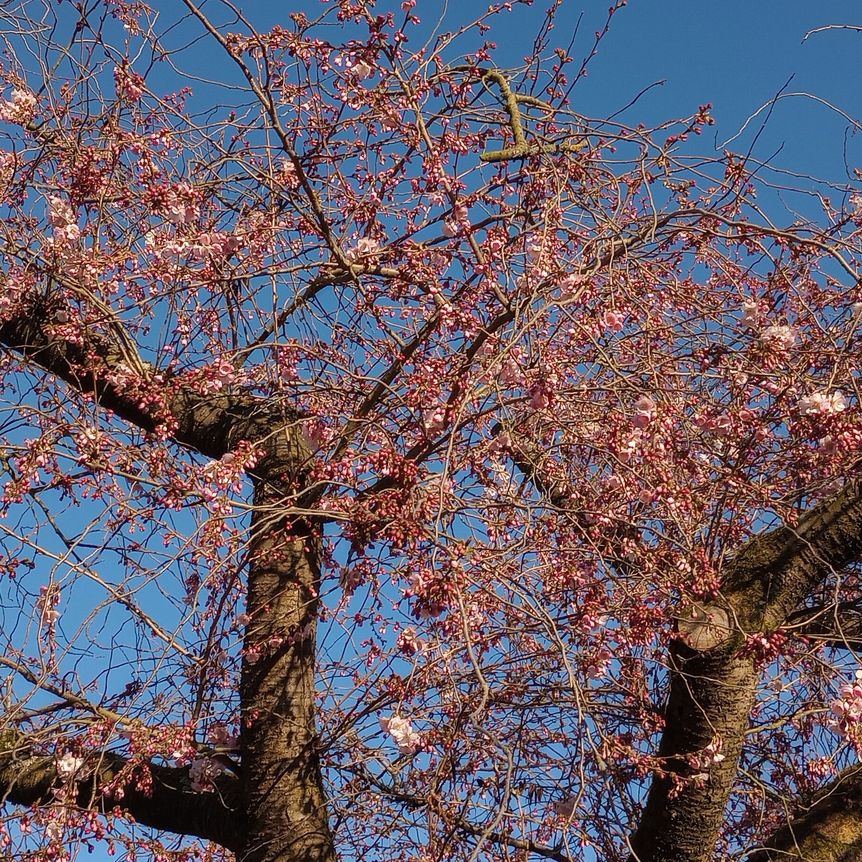 Schloss und Schlossgarten Schwetzingen, Kirschbäume im Obstgarten am 19. März 2025
