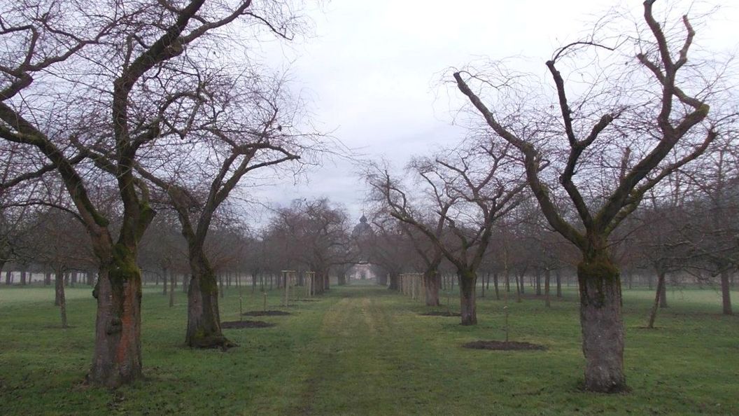Schloss und Schlossgarten Schwetzingen, Kirschbäume im Obstgarten am 24. Januar 2025