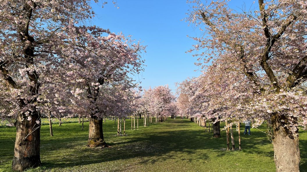 Schloss und Schlossgarten Schwetzingen, Kirschbäume im Obstgarten am 23. März 2026