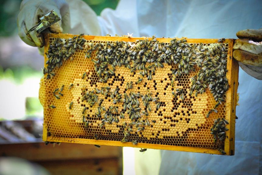 Schloss und Schlossgarten Schwetzingen, Weltbienentag, Bienenwaben