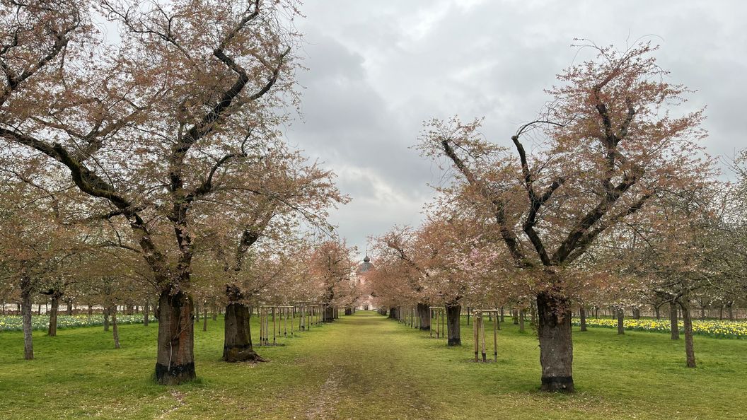 Schloss und Schlossgarten Schwetzingen, Kirschbäume im Obstgarten am 31. März 2026