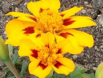 Tagetes im Schwetzinger Schlossgarten