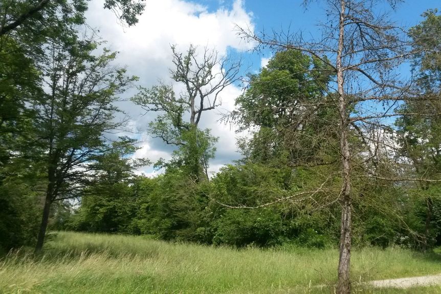 Schloss und Schlossgarten Schwetzingen, Schlossgarten, Englischer Landschaftsgarten