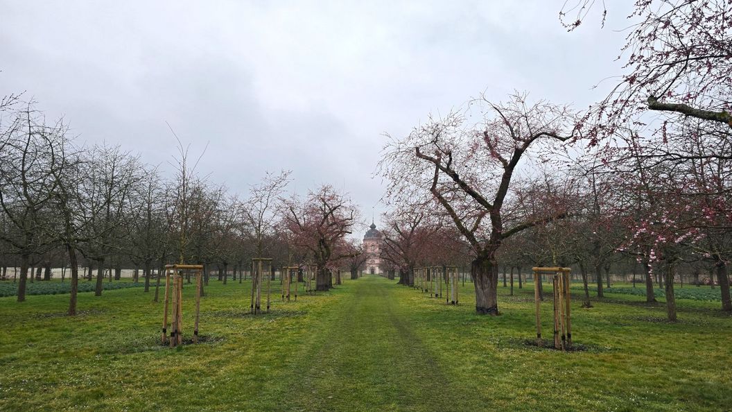Schloss und Schlossgarten Schwetzingen, Kirschbäume im Obstgarten am 14. März 2025