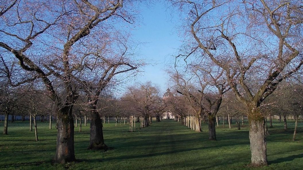 Schloss und Schlossgarten Schwetzingen, Kirschbäume im Obstgarten am 20. Februar 2023