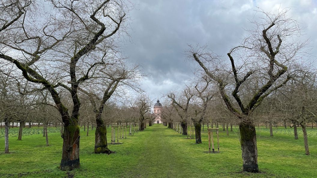 Schloss und Schlossgarten Schwetzingen, Kirschbäume im Obstgarten am 23. Februar 2026