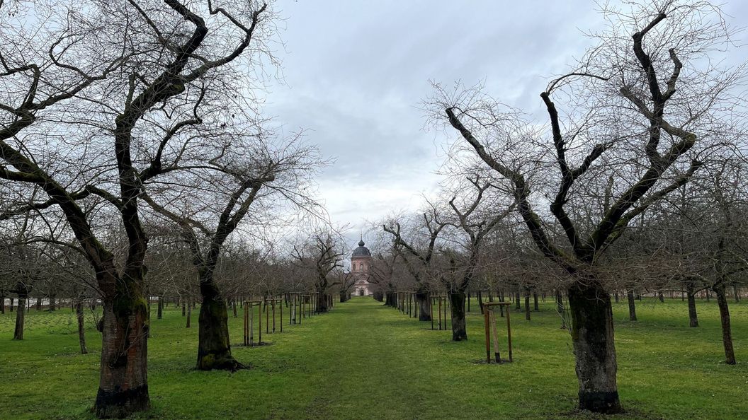 Schloss und Schlossgarten Schwetzingen, Kirschbäume im Obstgarten am 19. Februar 2026