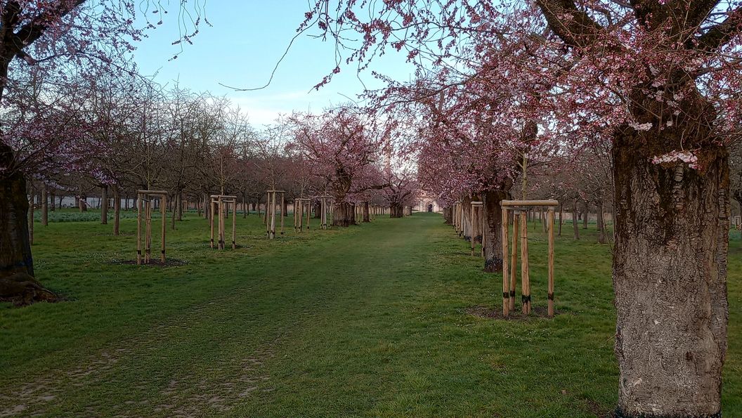 Schloss und Schlossgarten Schwetzingen, Kirschbäume im Obstgarten am 20. März 2025