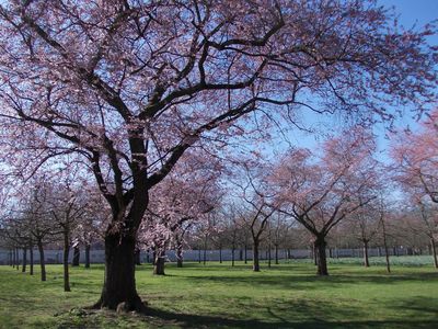 Schloss und Schlossgarten Schwetzingen, Kirschblüten im Frühling; Foto: Staatliche Schlösser und Gärten Baden-Württemberg, Astrid Bosse