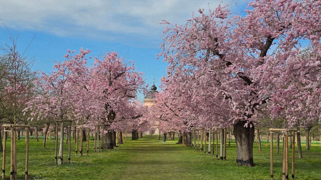 Schloss und Schlossgarten Schwetzingen, Kirschbäume im Obstgarten am 24. März 2025