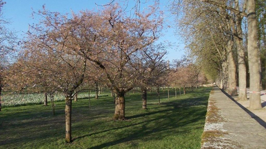 Schloss und Schlossgarten Schwetzingen, Kirschbäume im Obstgarten am 2. April 2025