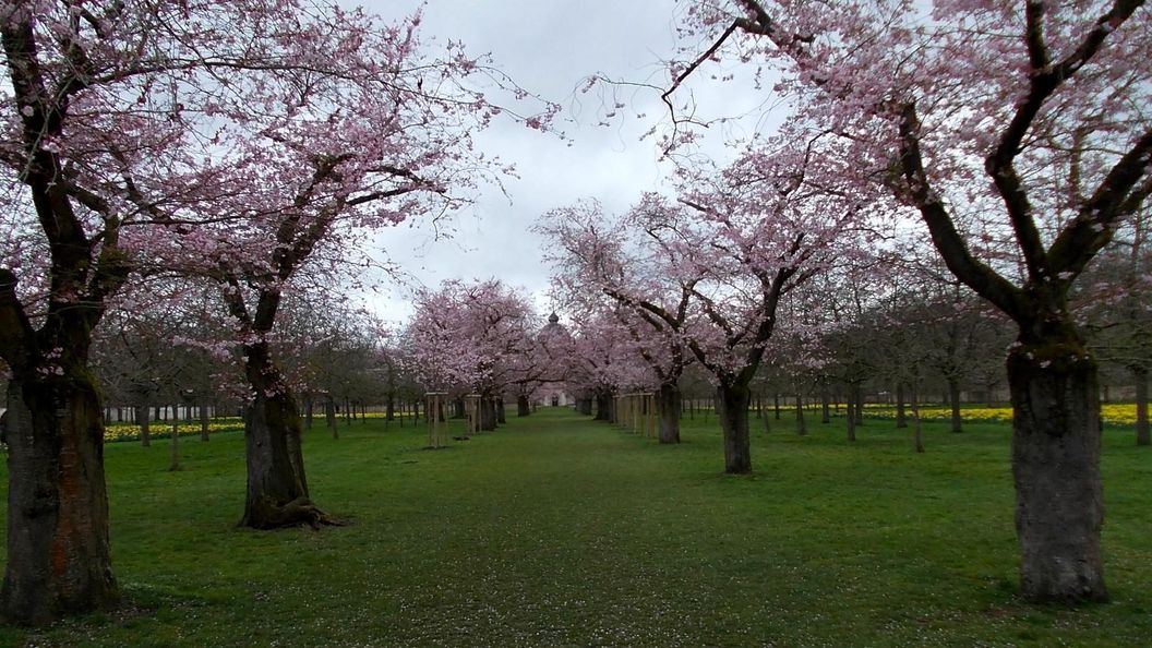 Schloss und Schlossgarten Schwetzingen, Kirschbäume im Obstgarten am 24. März 2023