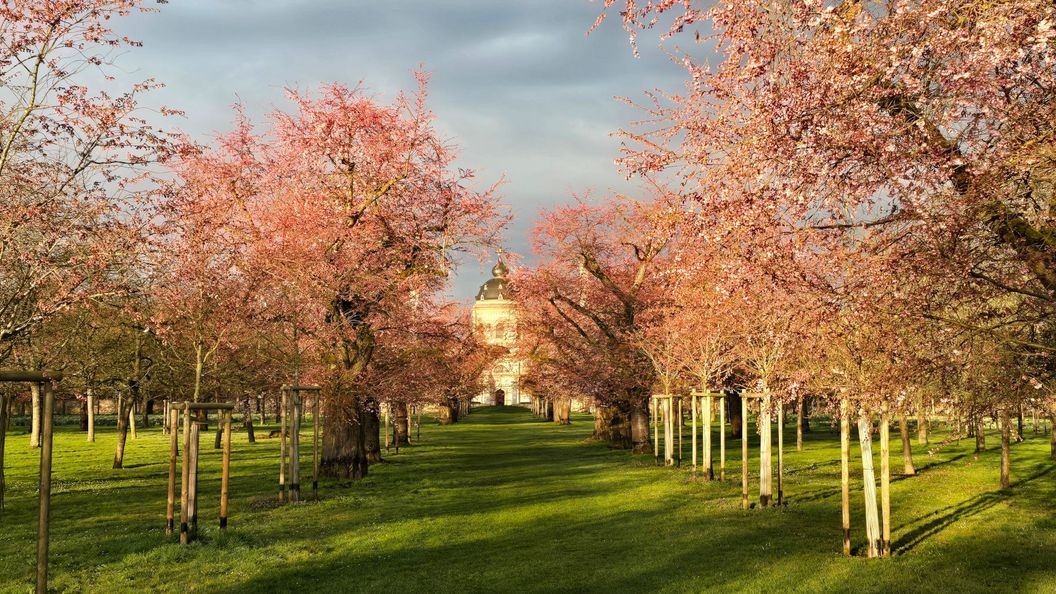 Schloss und Schlossgarten Schwetzingen, Kirschbäume im Obstgarten am 11. März 2026