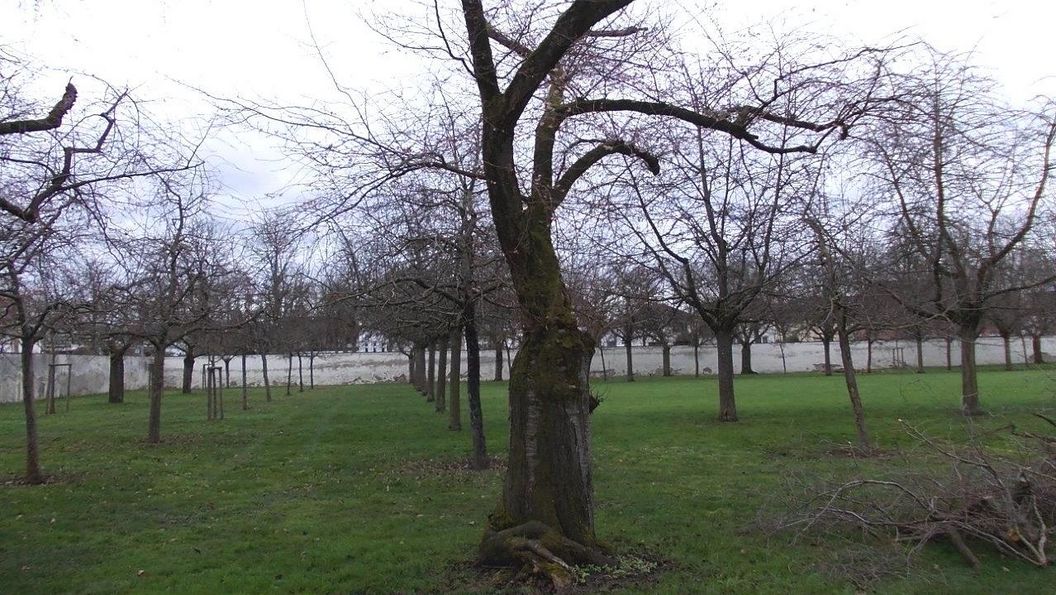 Schloss und Schlossgarten Schwetzingen, Kirschbäume im Obstgarten am 2. Februar 2023