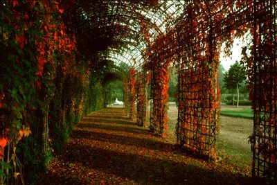 Schloss Und Schlossgarten Schwetzingen, Rote Blätter im Herbst im Schlossgarten