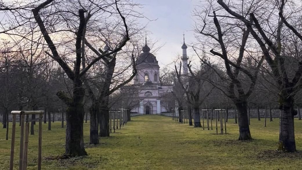 Schloss und Schlossgarten Schwetzingen, Kirschbäume im Obstgarten am 6. Februar 2026