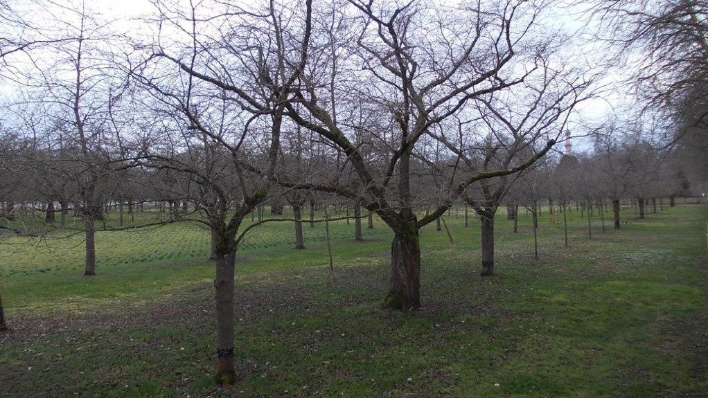 Schloss und Schlossgarten Schwetzingen, Kirschblüte am 24. Februar 2025