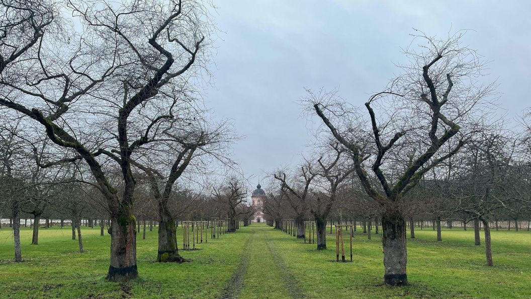 Schloss und Schlossgarten Schwetzingen, Kirschbäume im Obstgarten am 2. Februar 2026