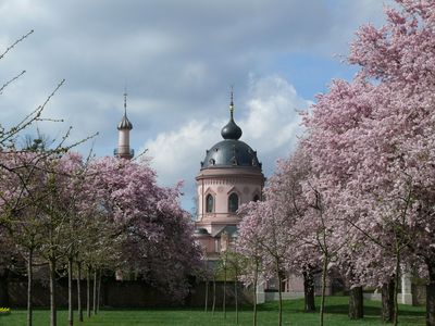 Schlossgarten Schwetzingen, Kirschblüte vor der Moschee 