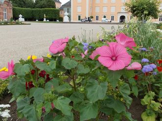 Bechermalve im Schwetzinger Schlossgarten