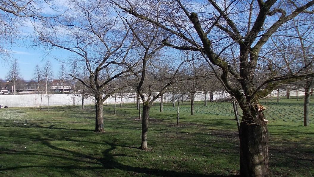 Schloss und Schlossgarten Schwetzingen, Kirschbäume im Obstgarten am 3. März 2025