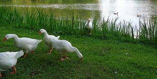 Gänse im Schlossgarten Schwetzingen