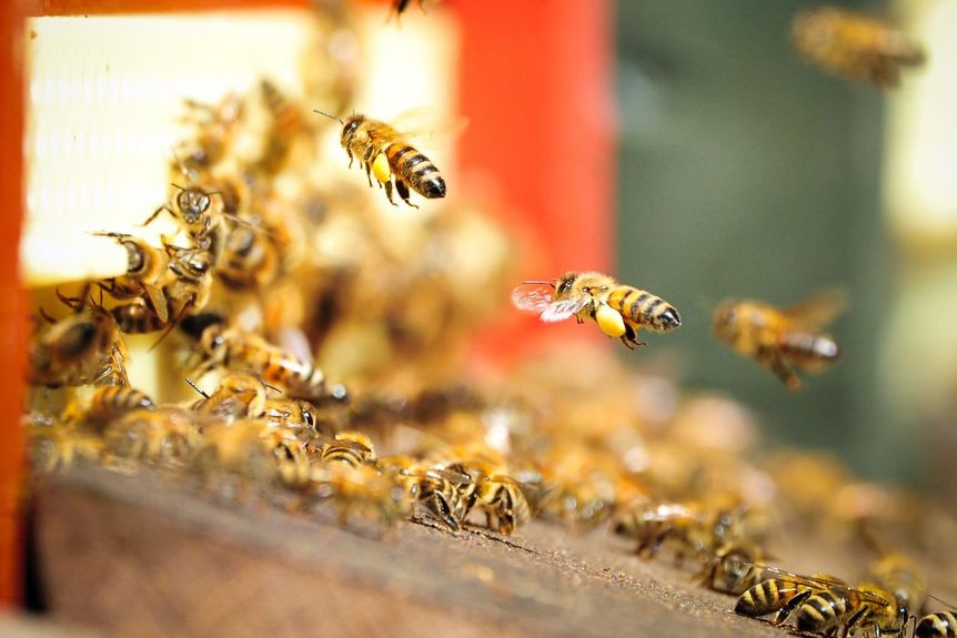 Schloss und Schlossgarten Schwetzingen, Weltbienentag, Bienen