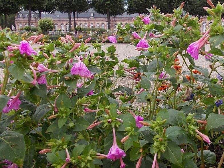 Ziertabak im Schwetzinger Schlossgarten