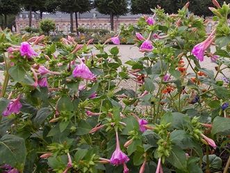 Ziertabak im Schwetzinger Schlossgarten